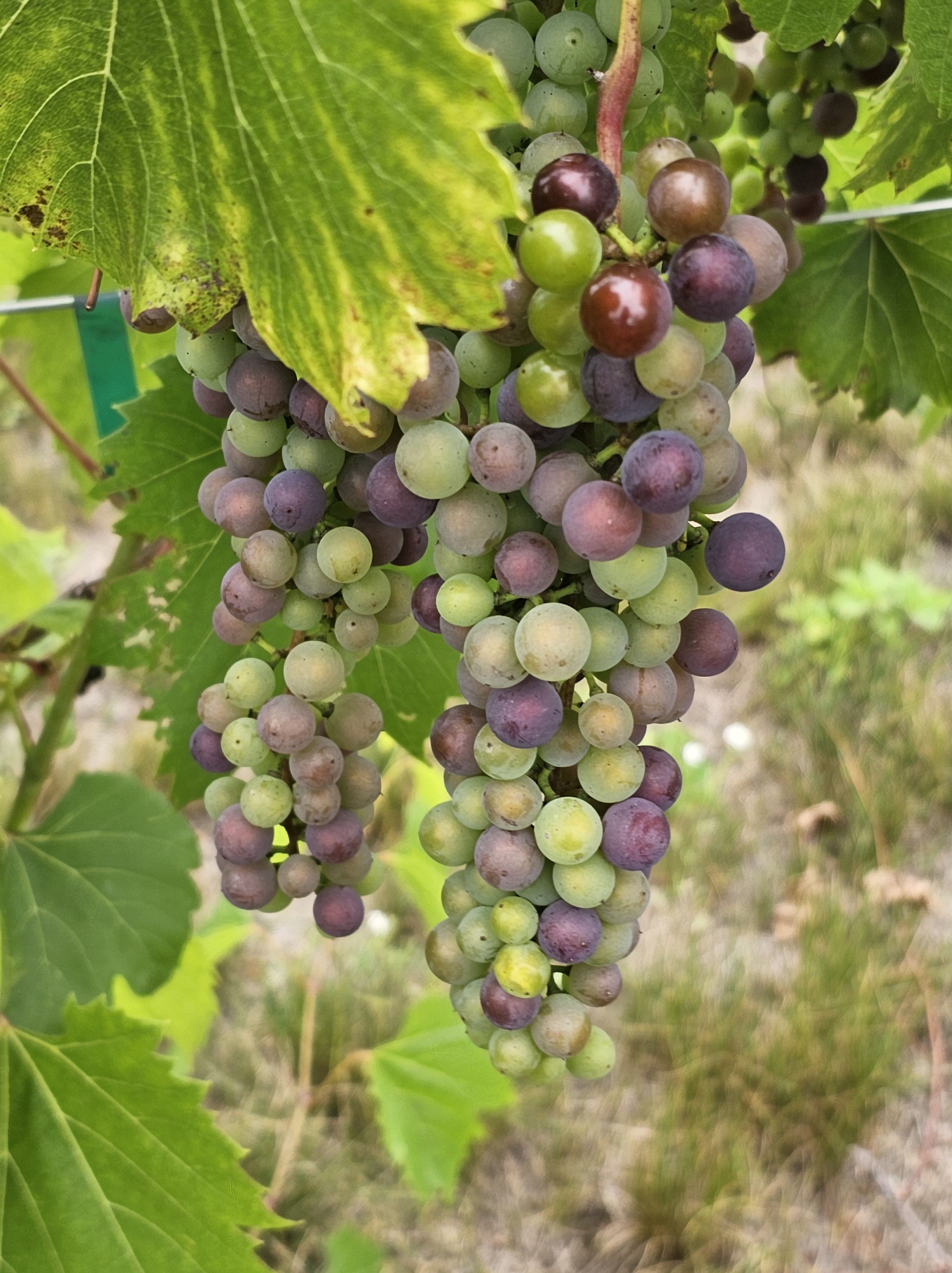 Vanderbilt Vines Winery and Tasting Room Grapes